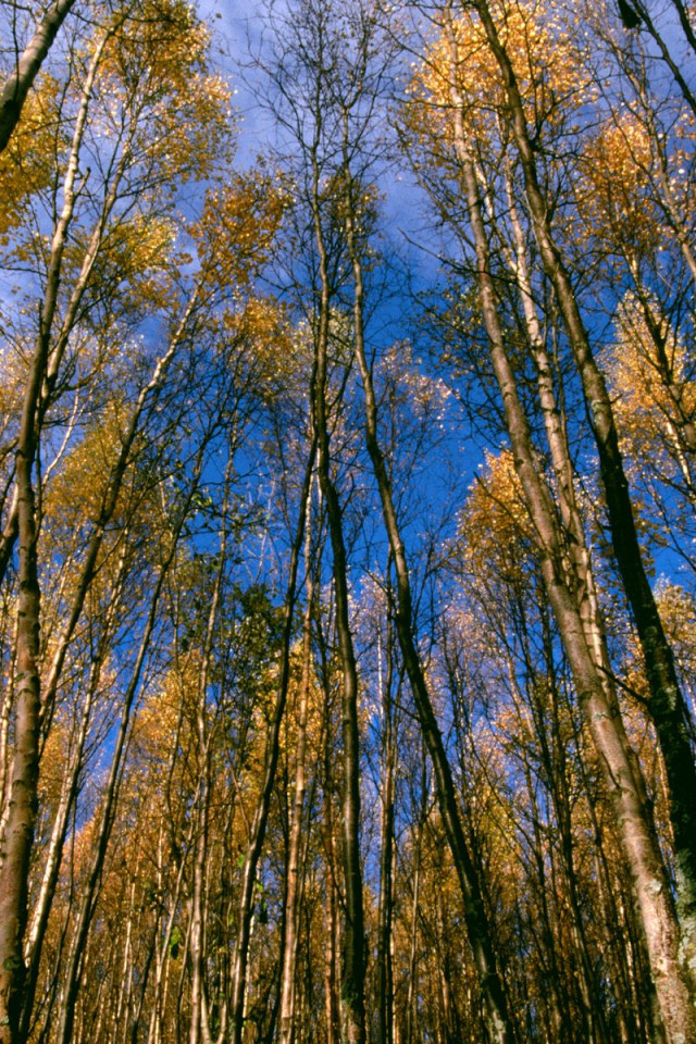 Autumn Aspens, Hidden Lake, Alaska.jpg