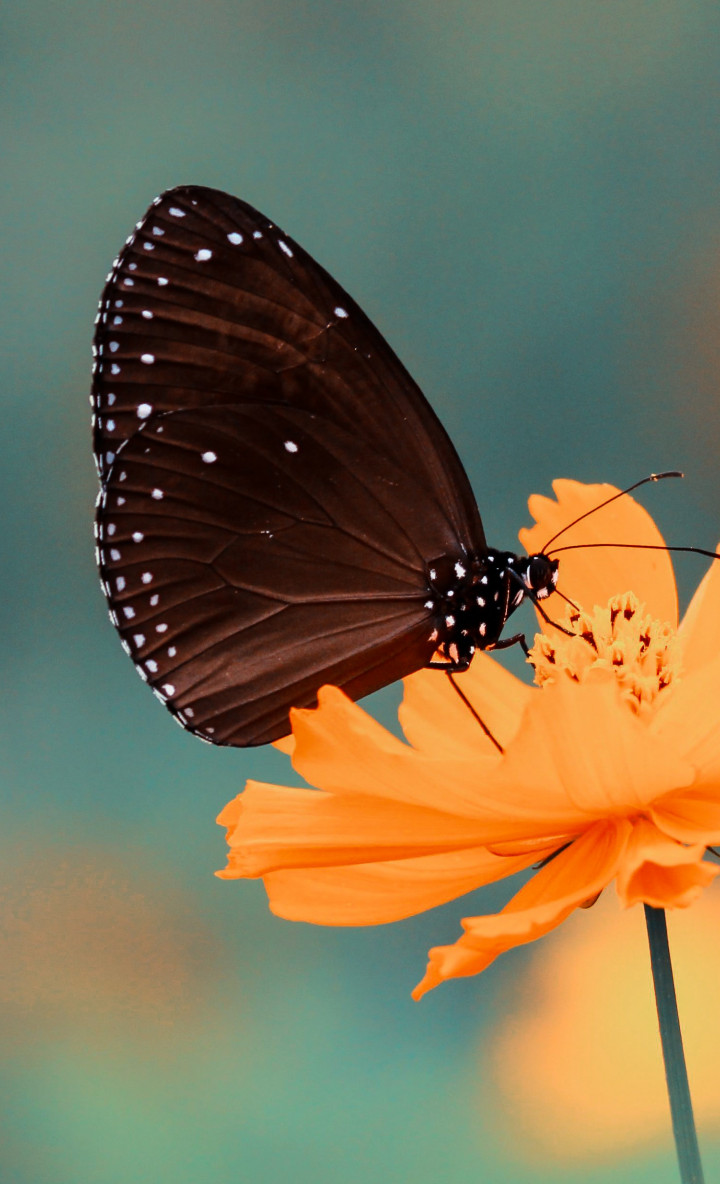 Motyl spija nektar z pomarańczowego kwiatka