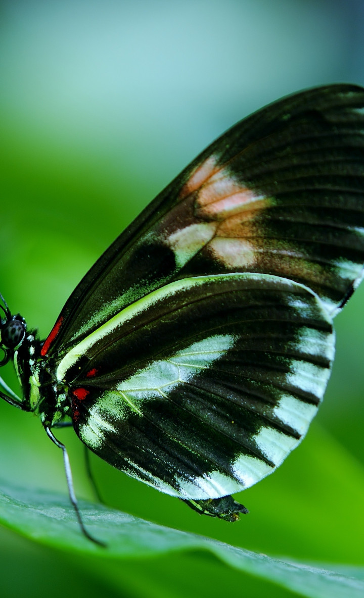 Papilio