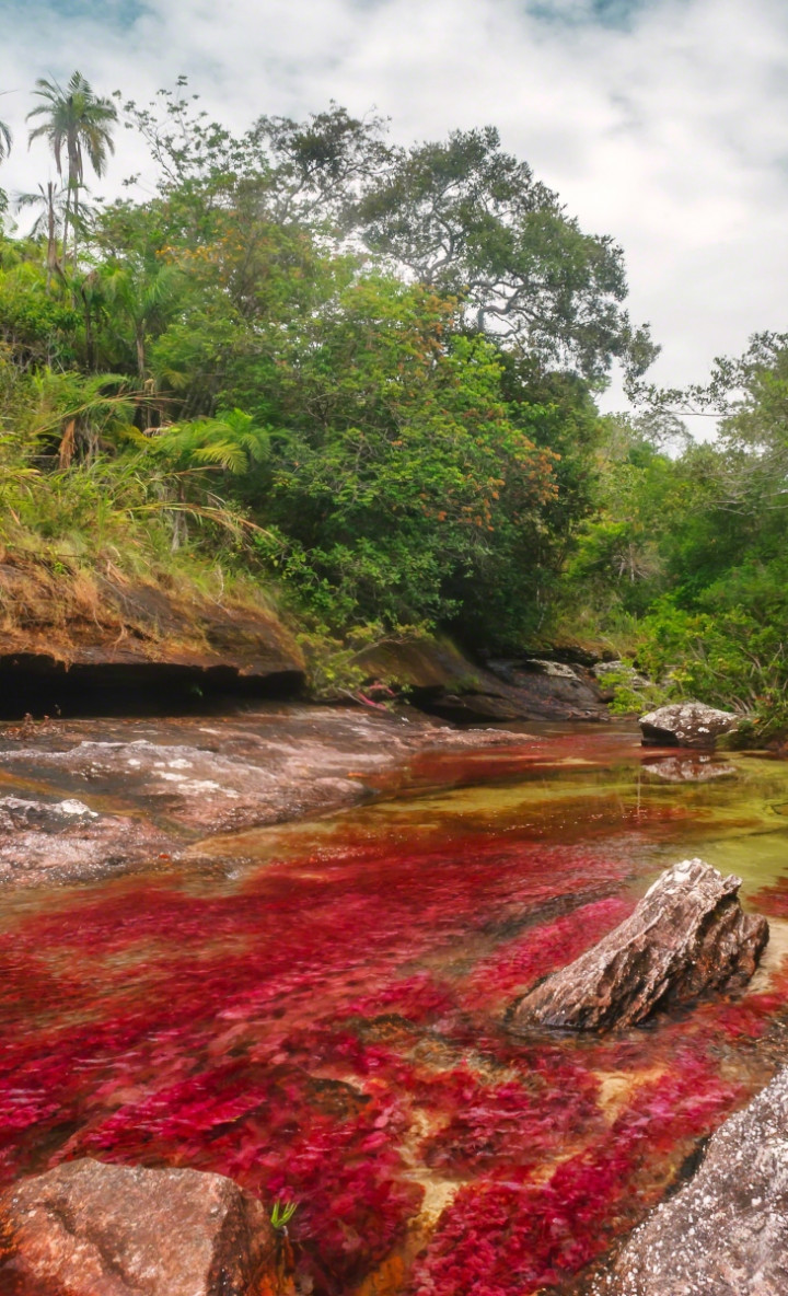 Caño Cristales