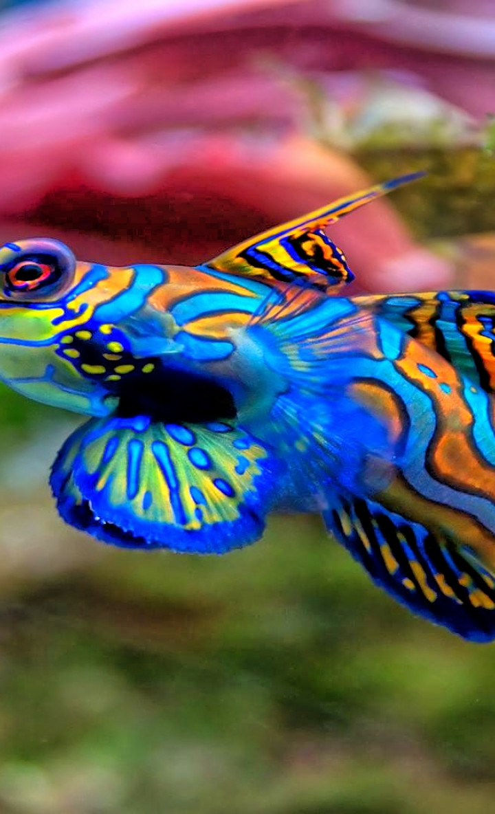 fish mandarinfish