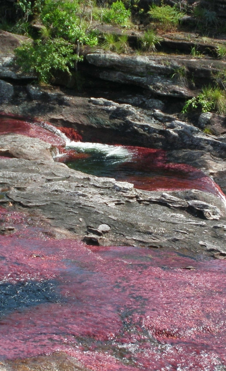 Caño Cristales