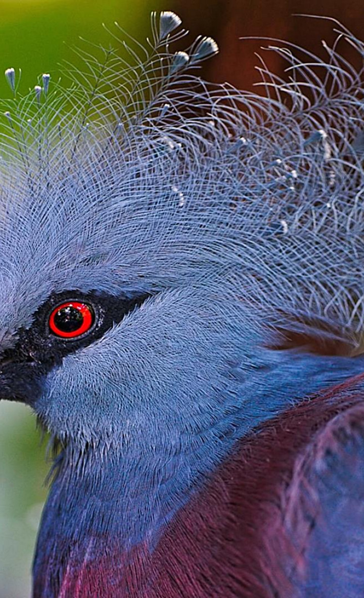 Victoria crowned pigeon