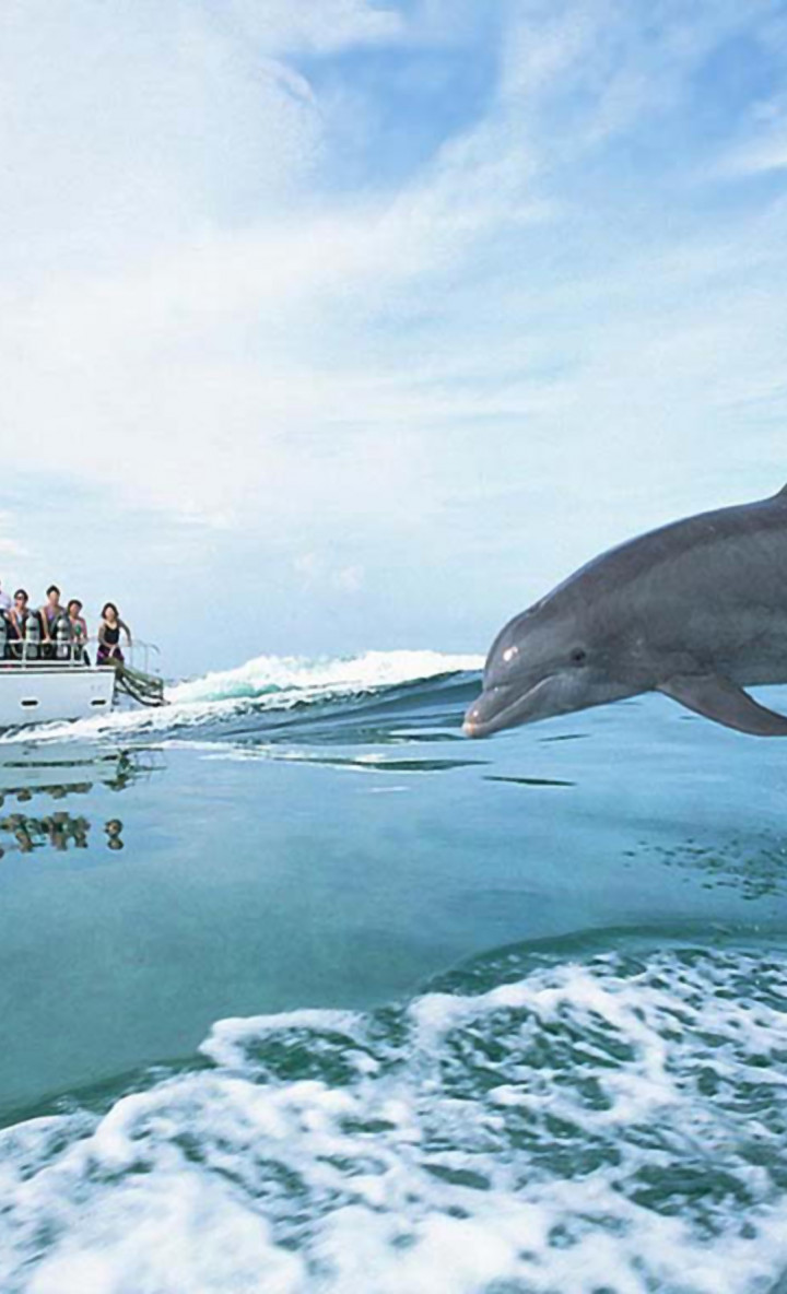 tapety delfiny (62).jpg