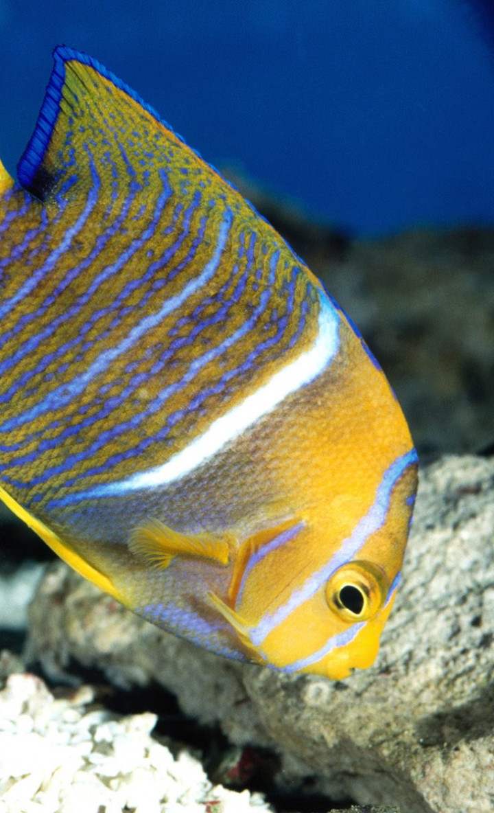 King Angelfish.jpg