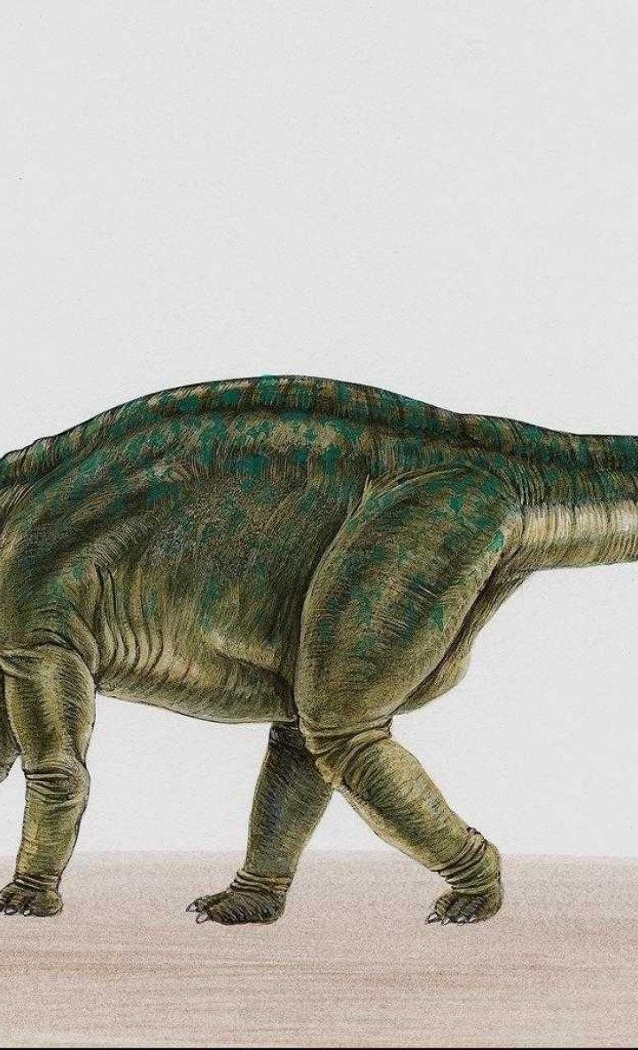 dinozaury (28).jpg