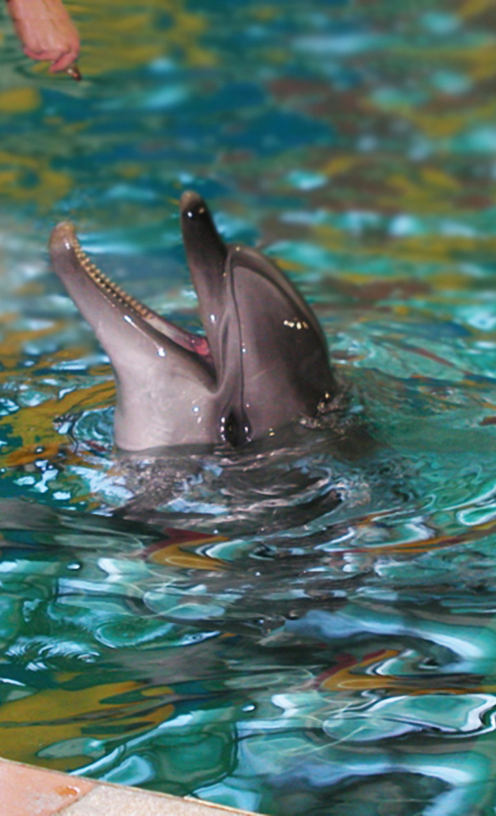 tapety delfiny (12).jpg