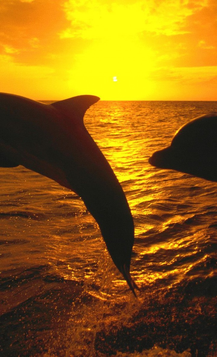 tapety delfiny (44).jpg