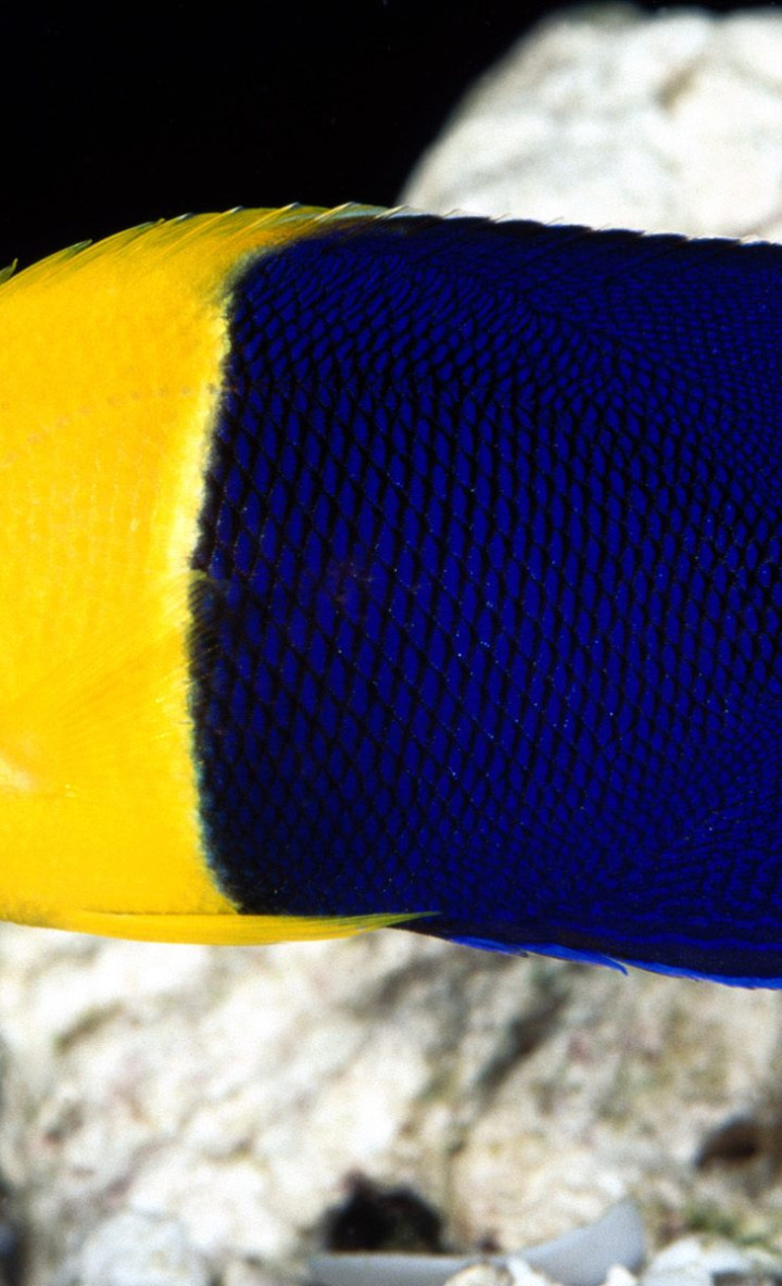 Bicolor Angelfish.jpg
