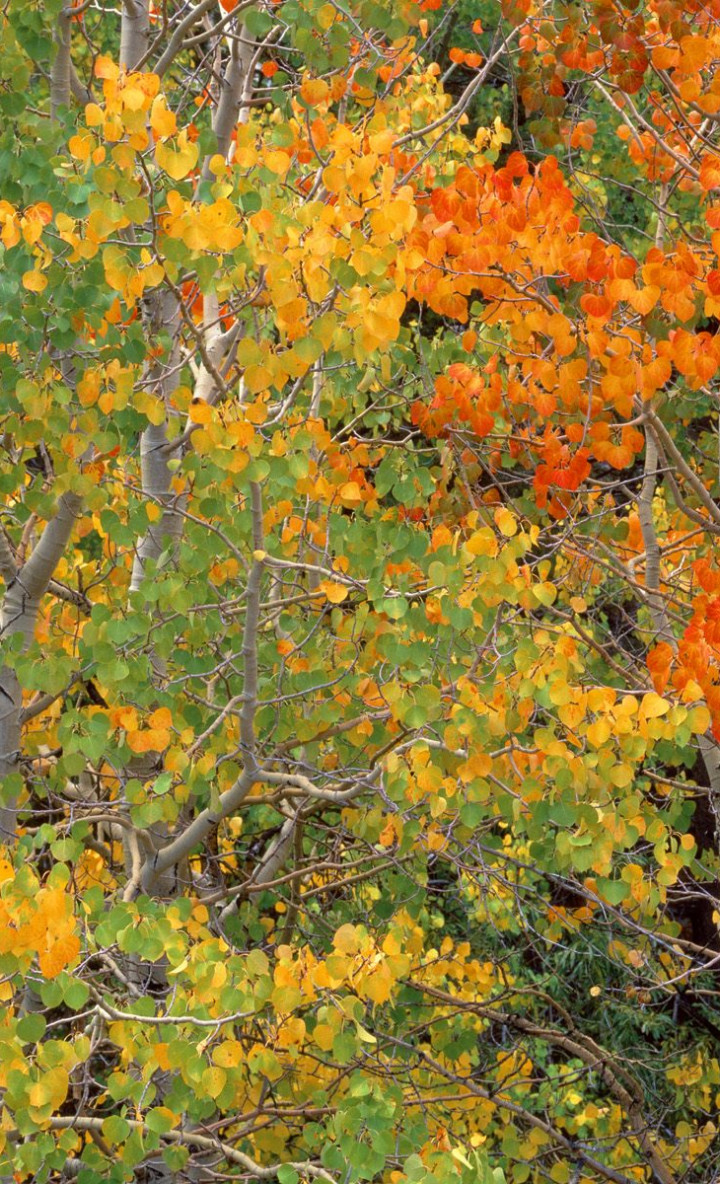 Aspen Trees in Early Autumn, California.jpg