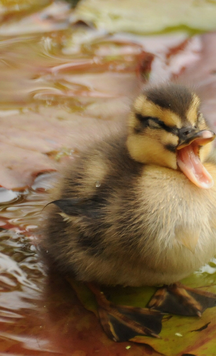 Foto zwierząt 13