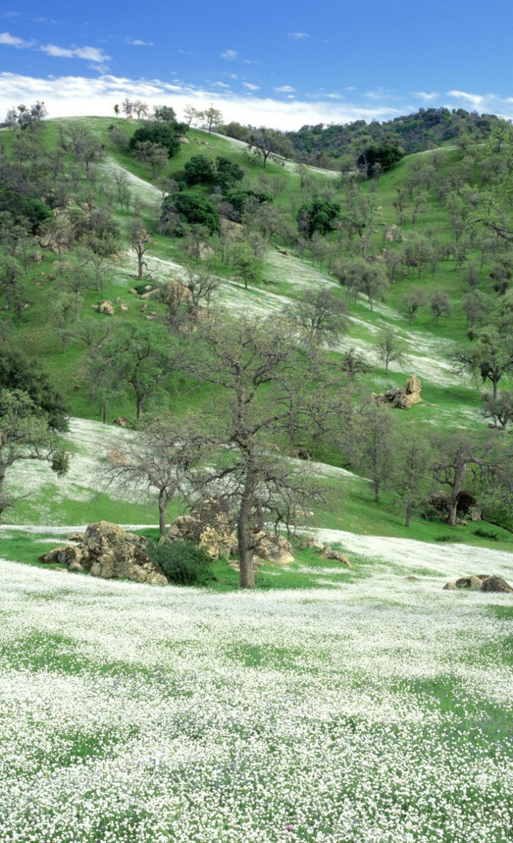 Spring Wildflowers and Oak Covered Hills, Kern County, California.jpg