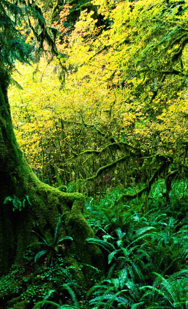 Hoh Rainforest, Olympic National Park, Washington.jpg