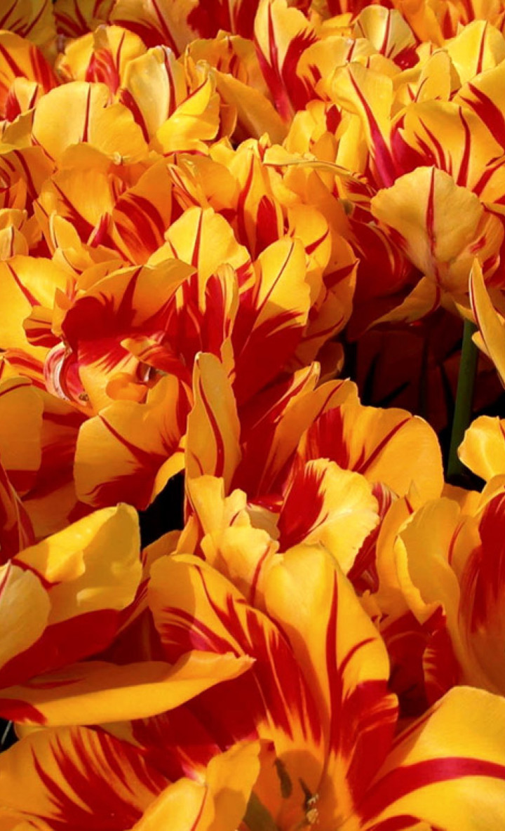 Tulipany (49).jpg