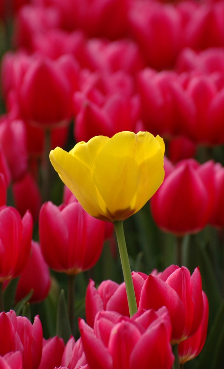 Tulipany (6).jpg