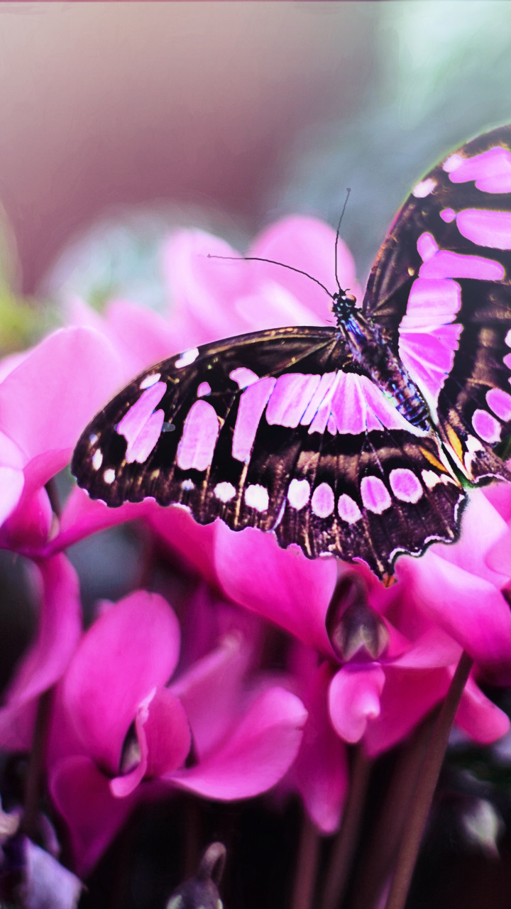 Motyl w ogrodzie, różowy, w makro, na kwiatach