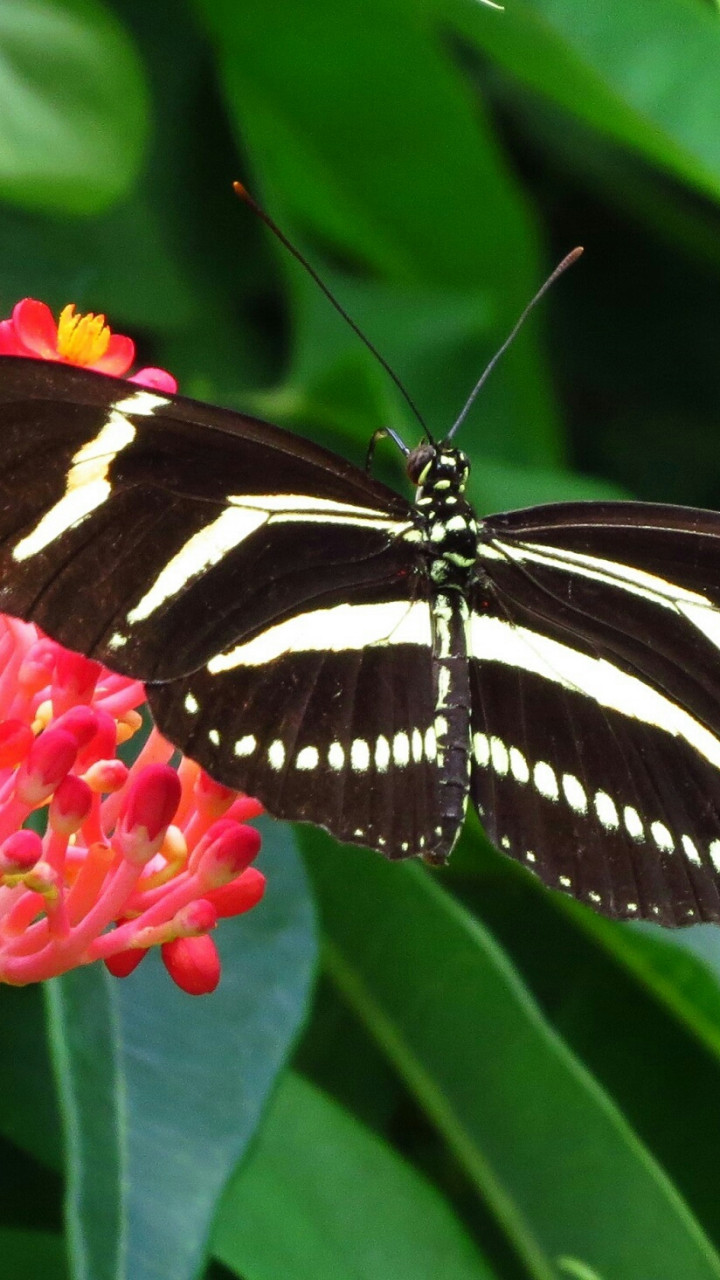 Czarny motylek w białe paski