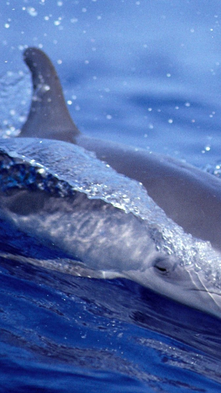 tapety delfiny (39).jpg