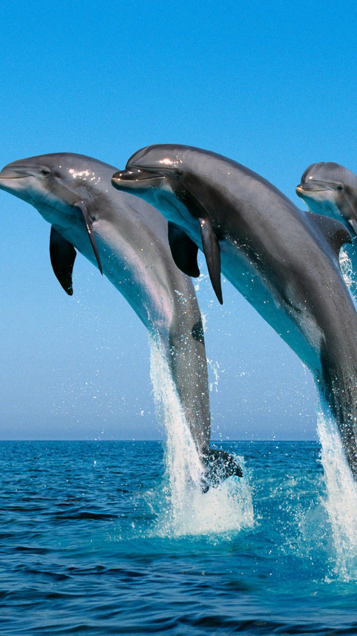 tapety delfiny (18).jpg