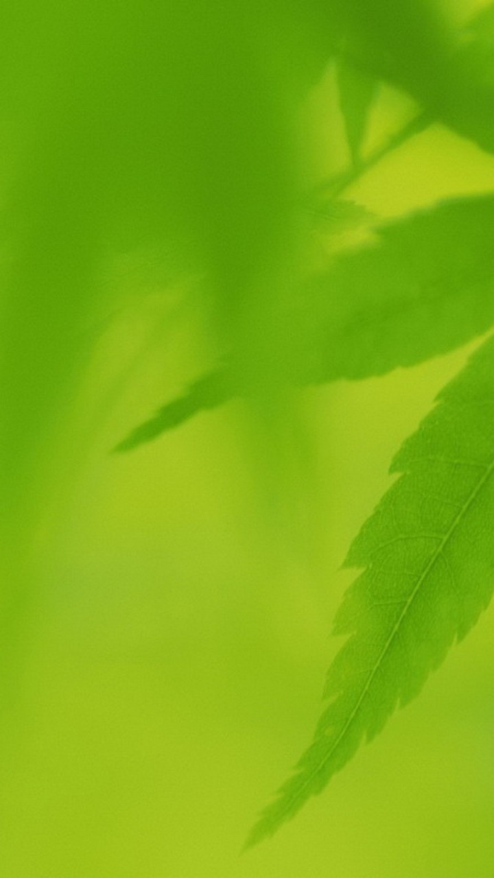 makro-foto-zielone-rosliny (107).jpg