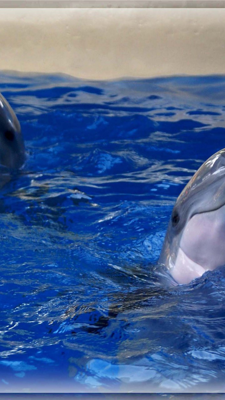 tapety delfiny (4).jpg