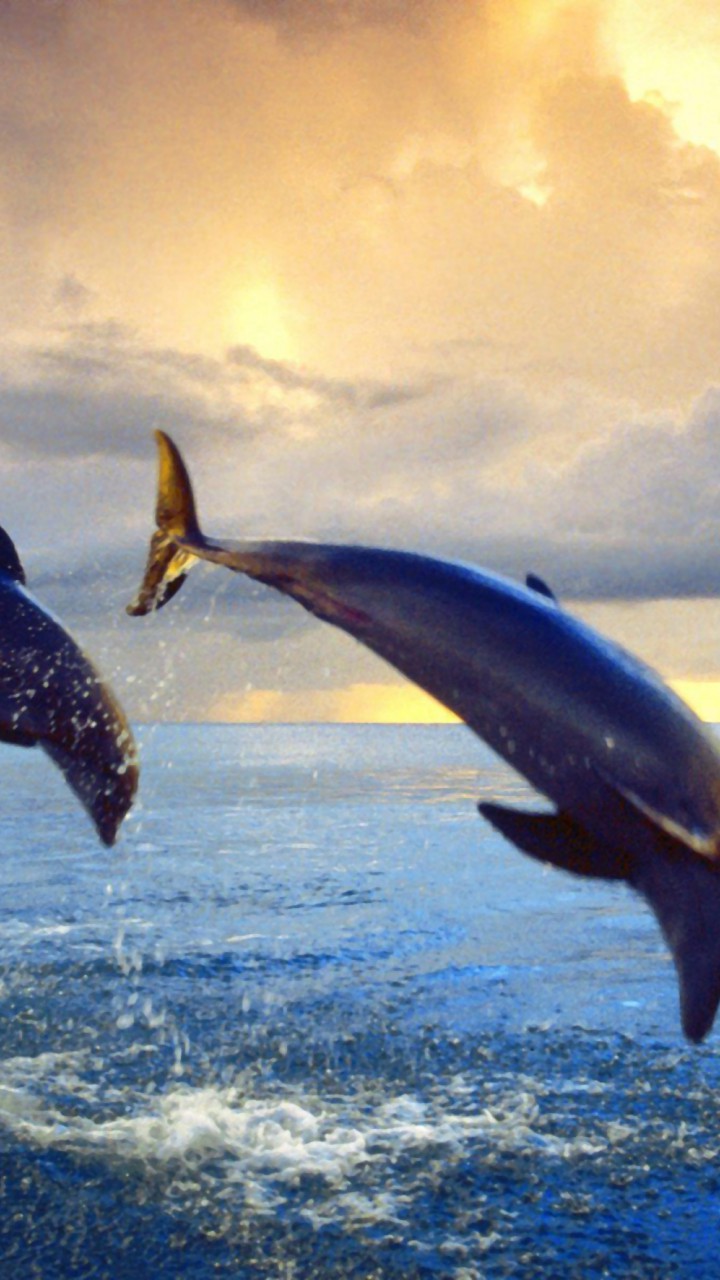 tapety delfiny (56).jpg