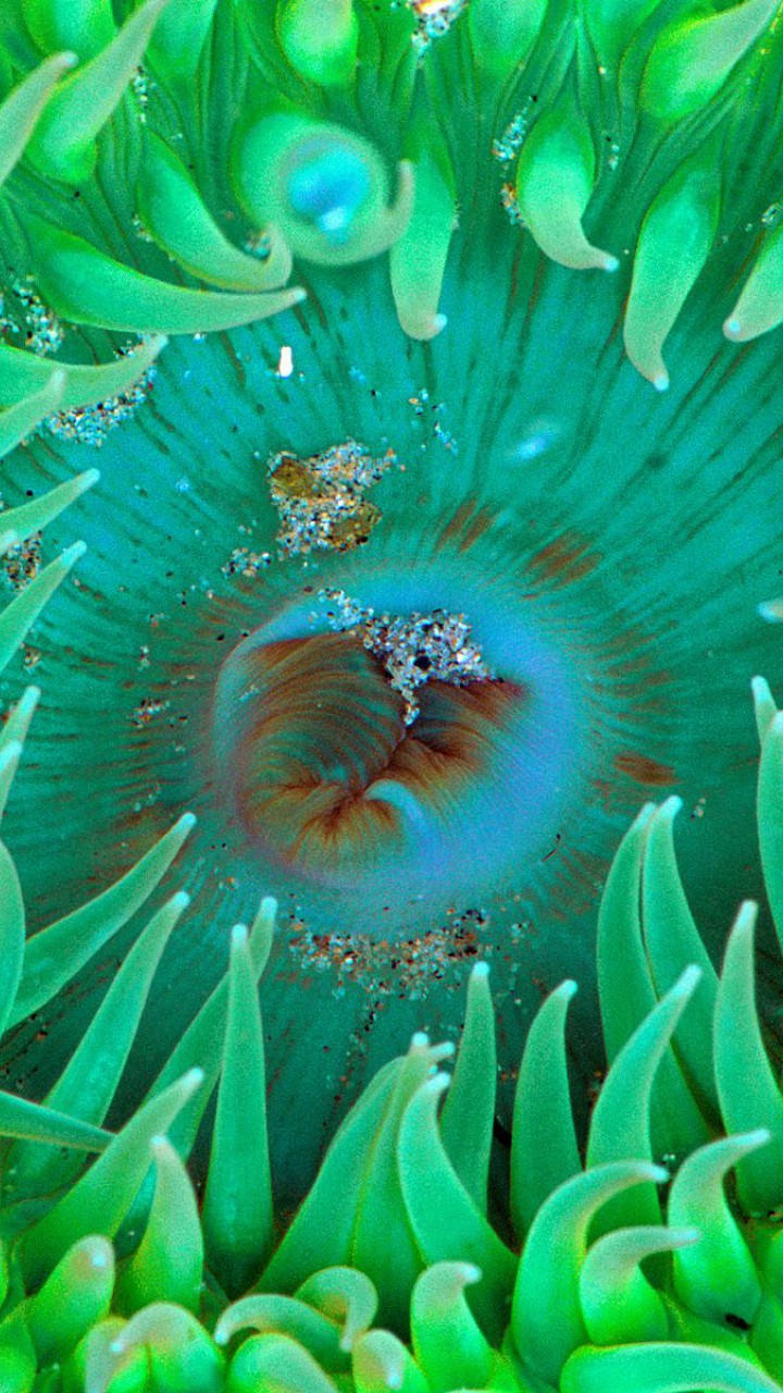 Sea Anemone.jpg