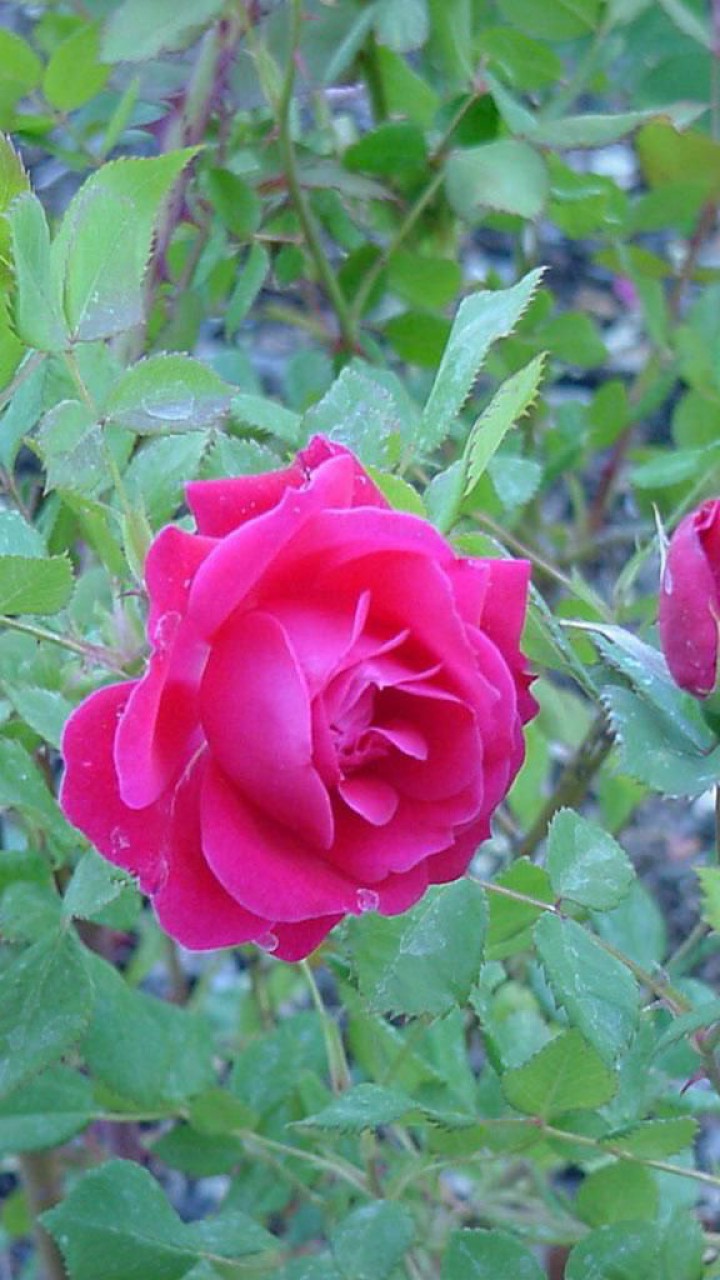 roze (95).jpg
