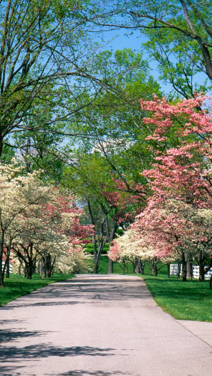 Pink and White Dogwood Trees, Lexington, Kentucky.jpg