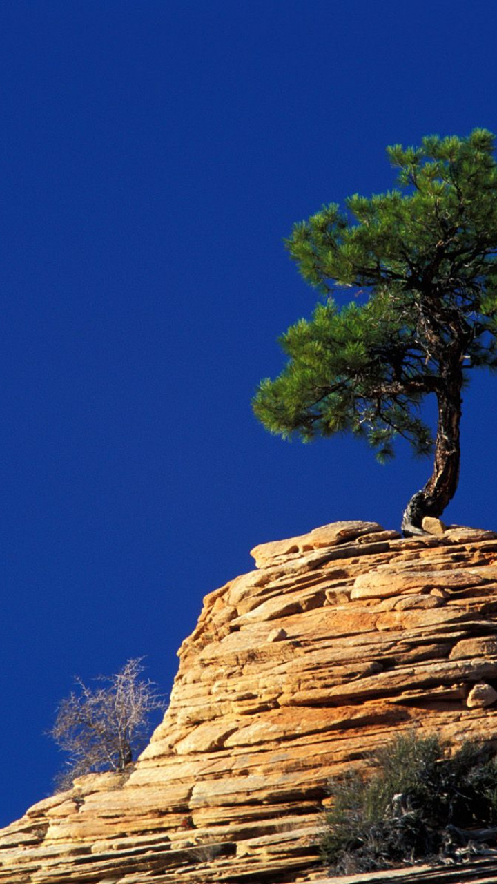 Single Pine Tree Atop Sandstone Formation, Zion National Park, Utah.jpg