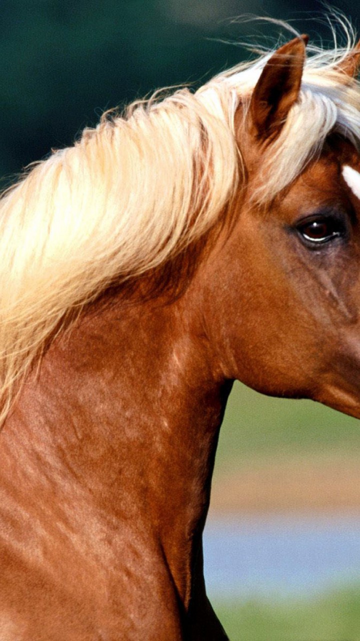 konie (22).jpg
