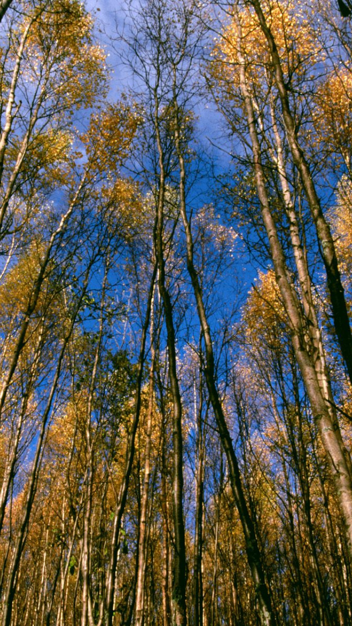 Autumn Aspens, Hidden Lake, Alaska.jpg