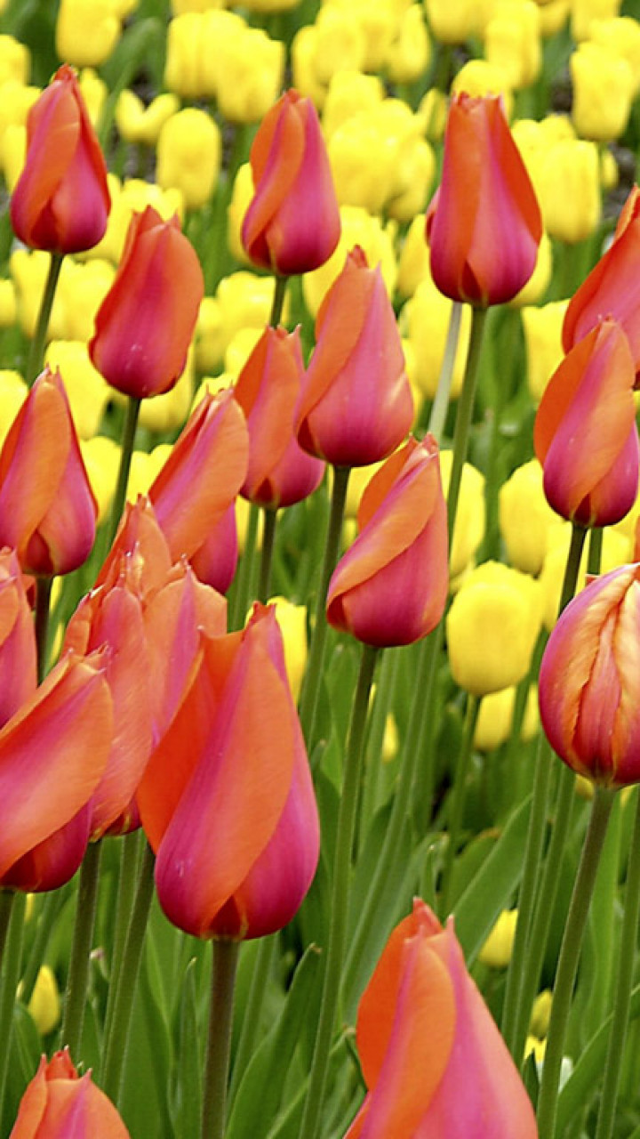 Tulipany (44).jpg