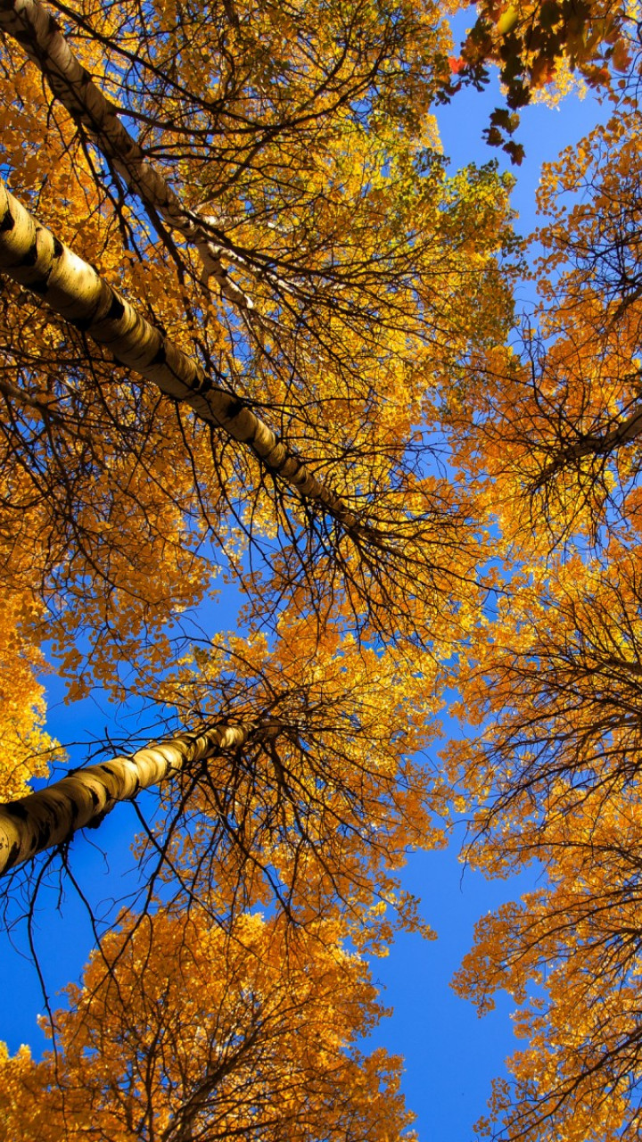 Drzewa jesienią