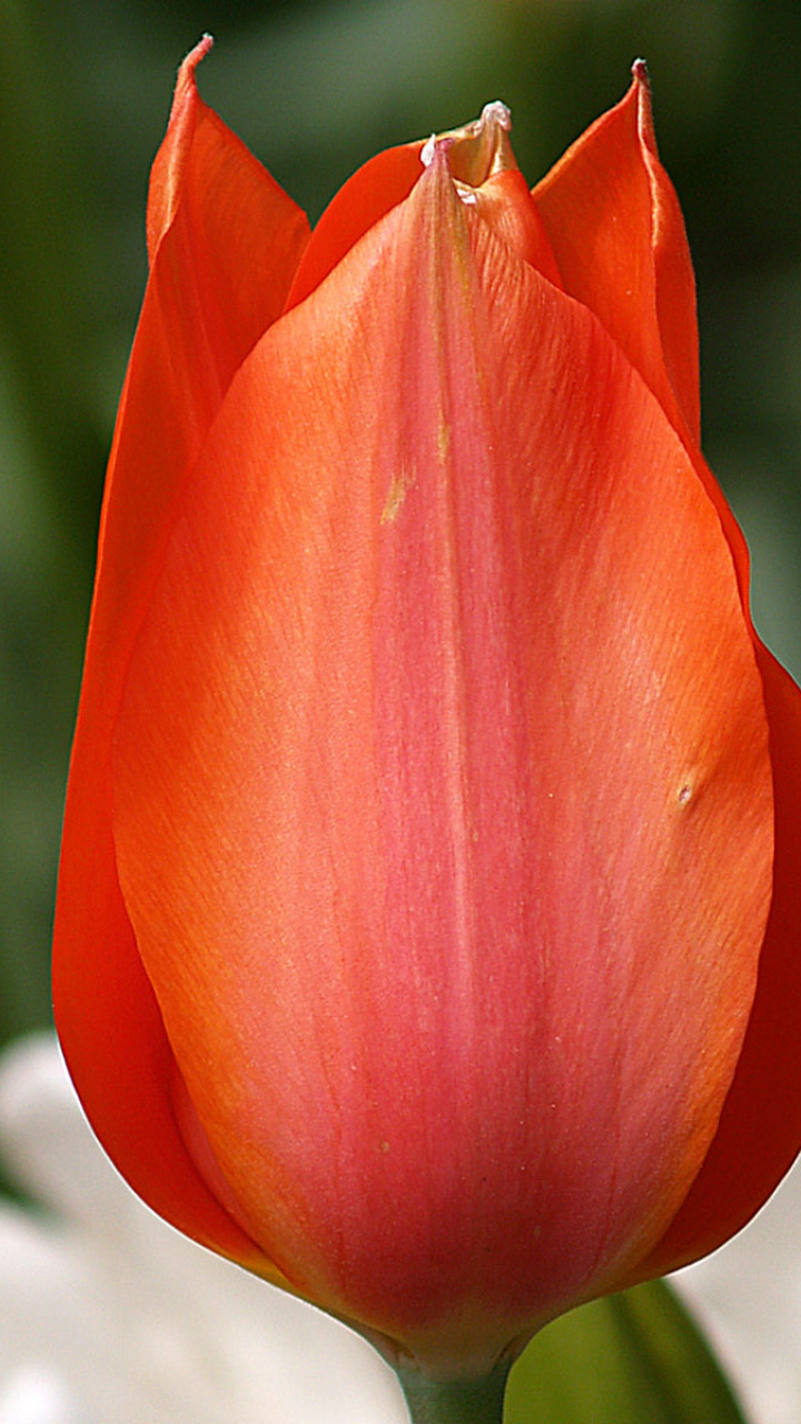 Tulipany (40).jpg