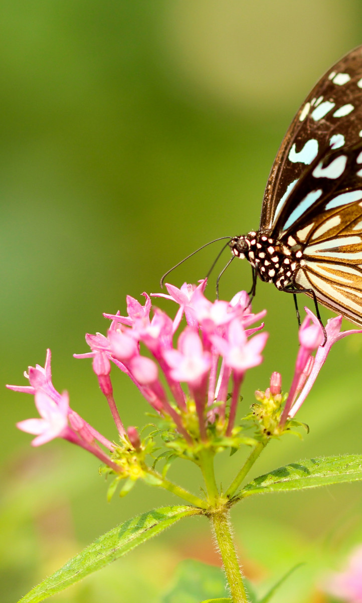 Motyl, Piękny, Spija nektar z różowego kwiatka