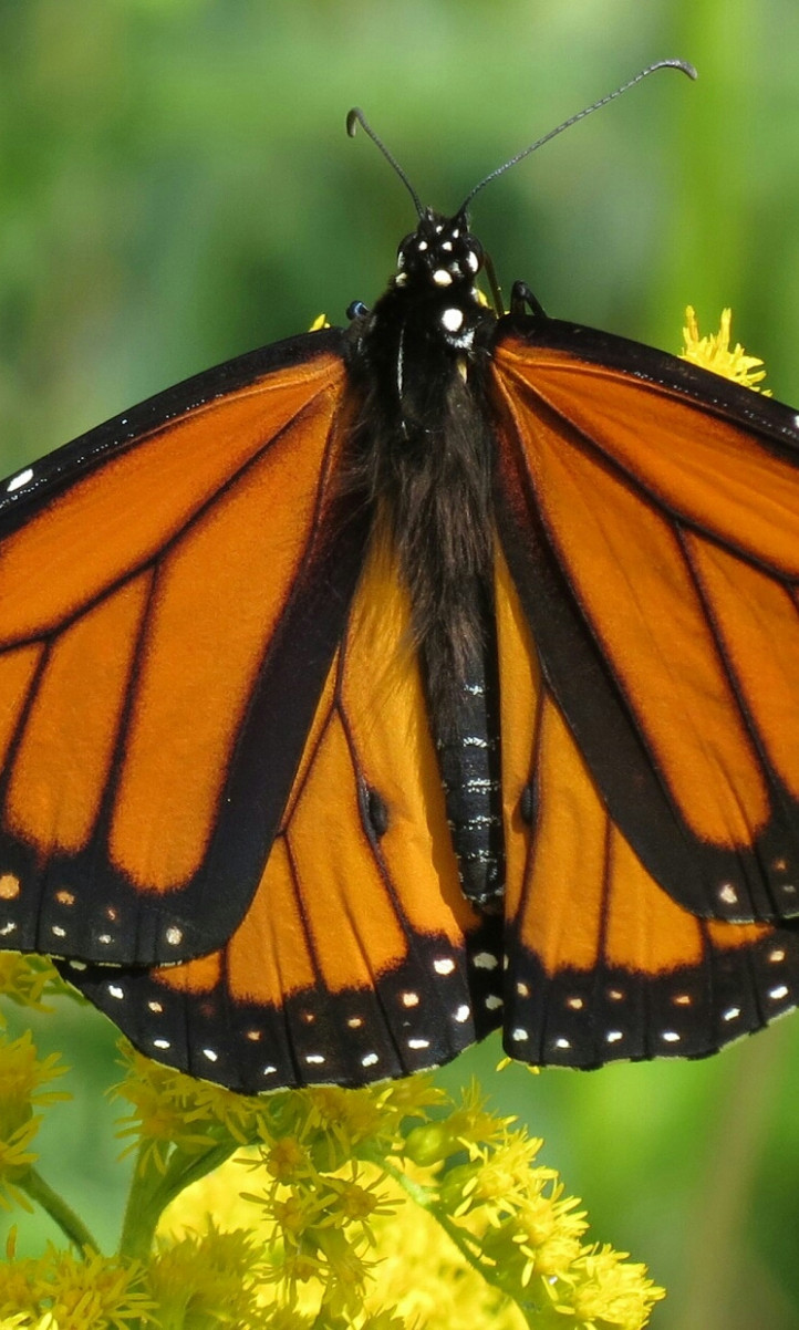 Piękny motyl Monarch na kwiatku
