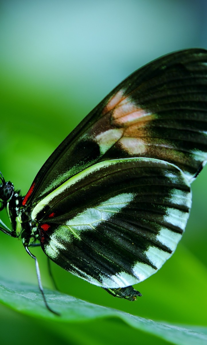 Papilio