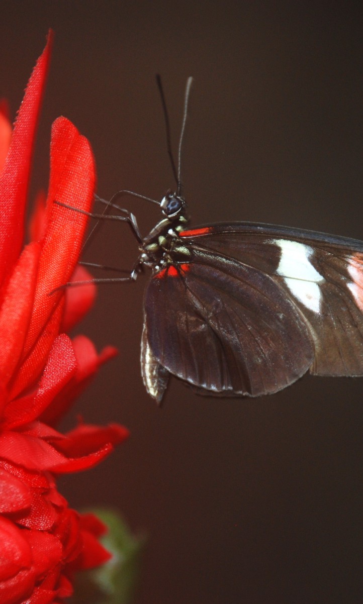 Papilio Rumanzovia, Motyl