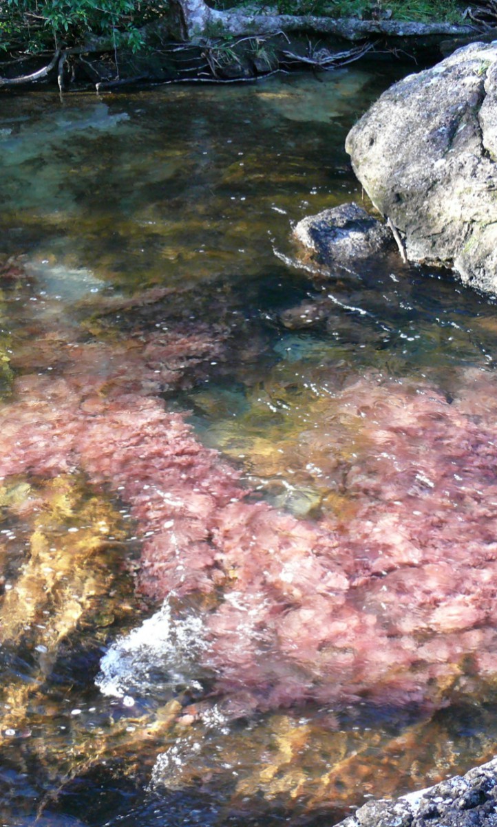 Caño Cristales