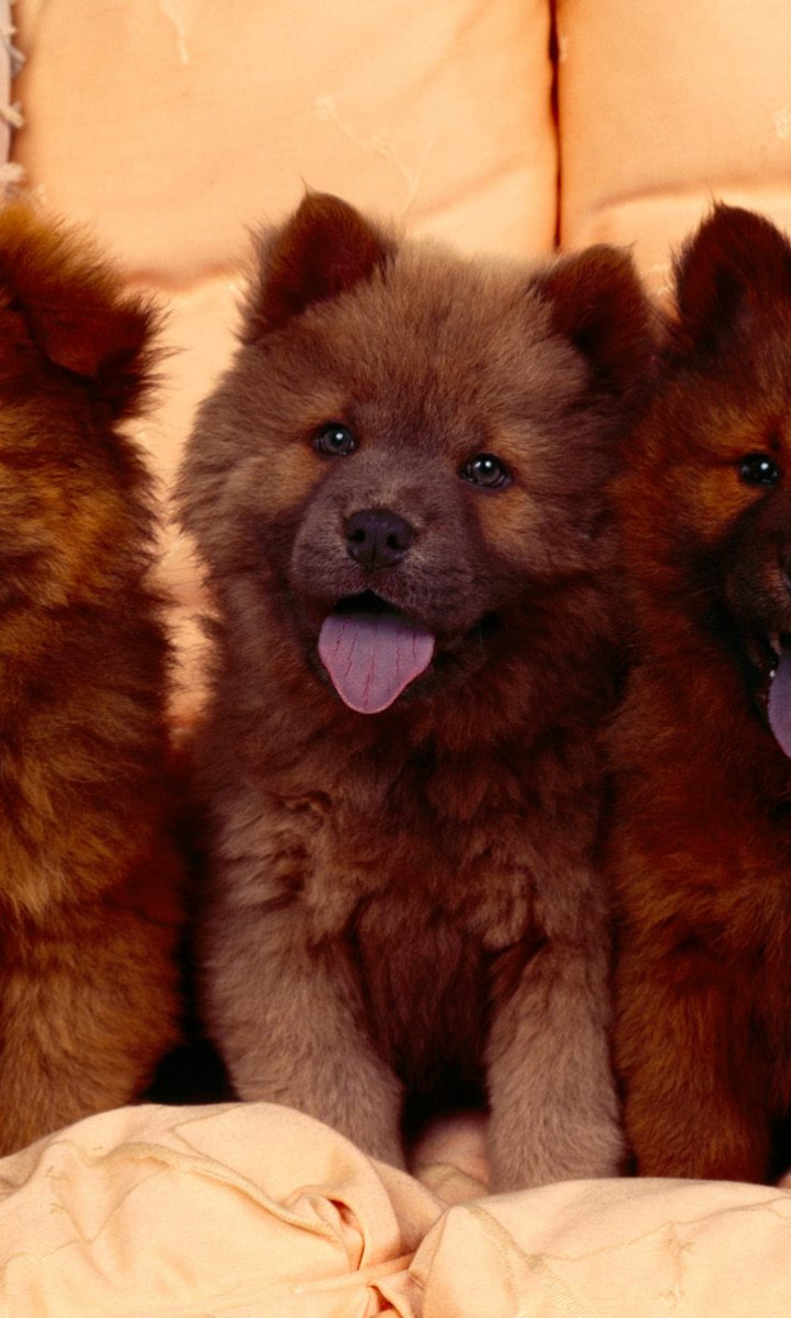 Cozy Couch, Chow Chow Puppies.jpg