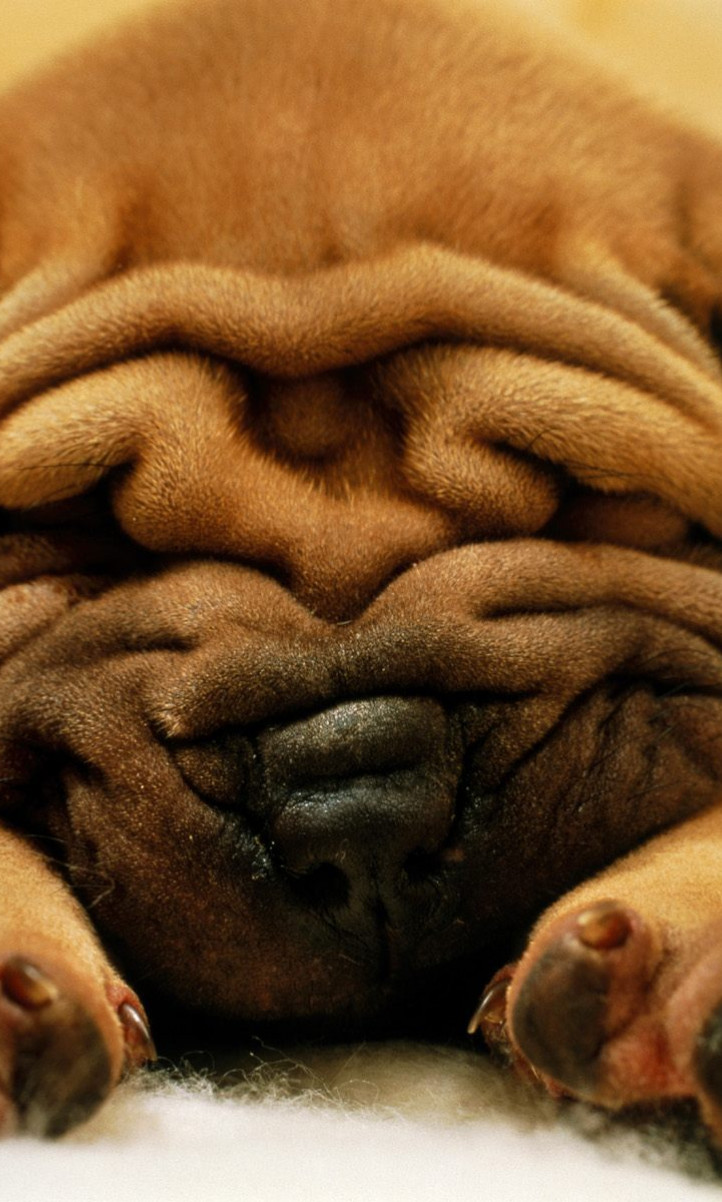 Mr. Wrinkles.jpg