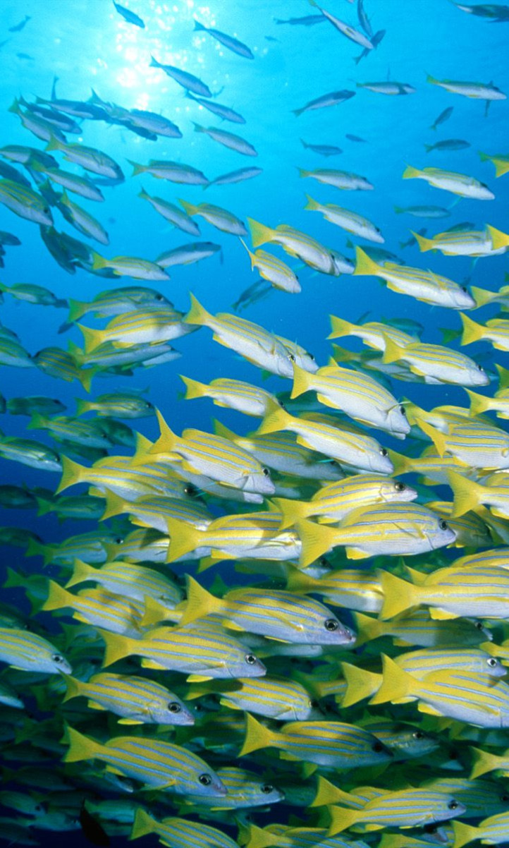 Blue-Banded Sea Perch.jpg