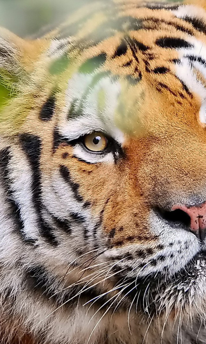 Tygrys tapeta 15