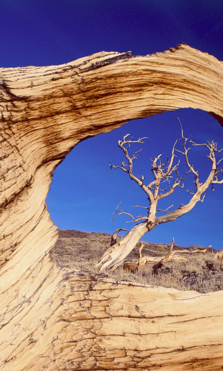 Bristlecone Pine, White Mountains, California.jpg