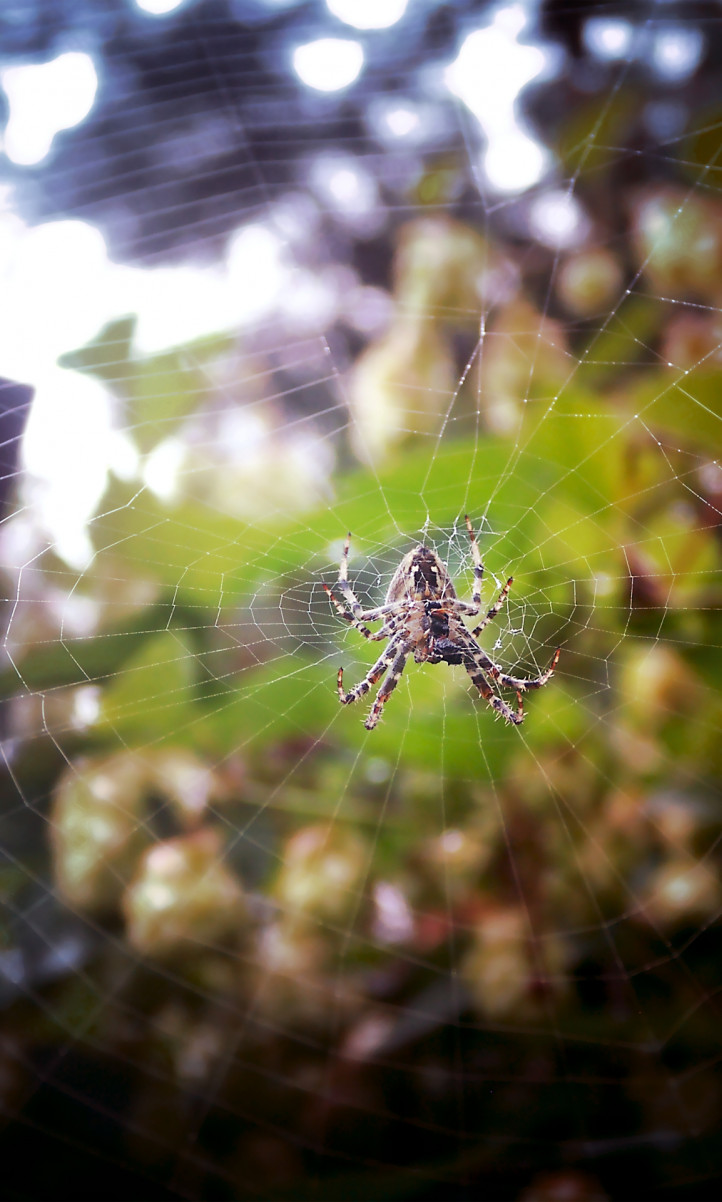 pająk na sieci