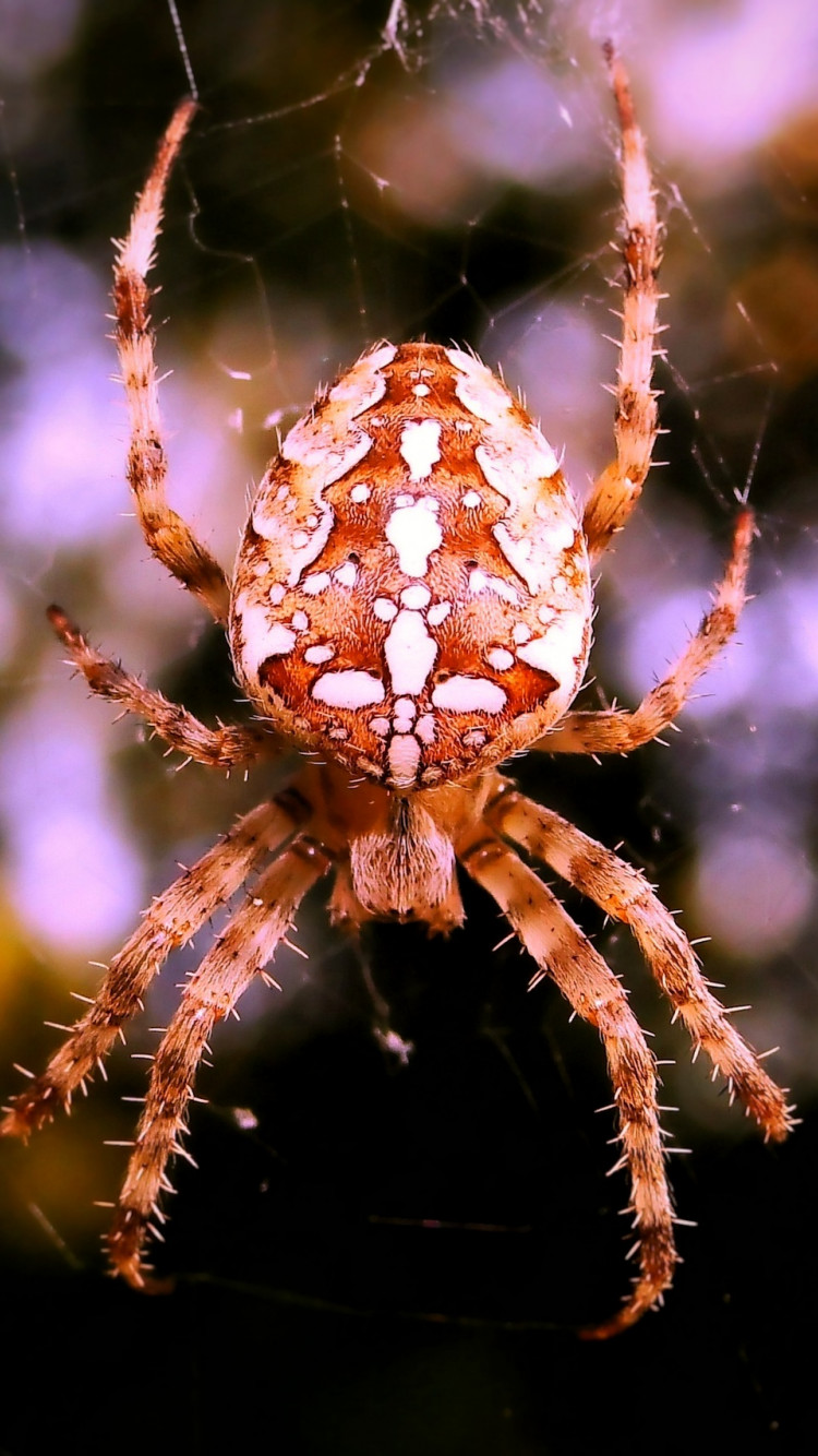 Pająk krzyżak samica na pajęczynie