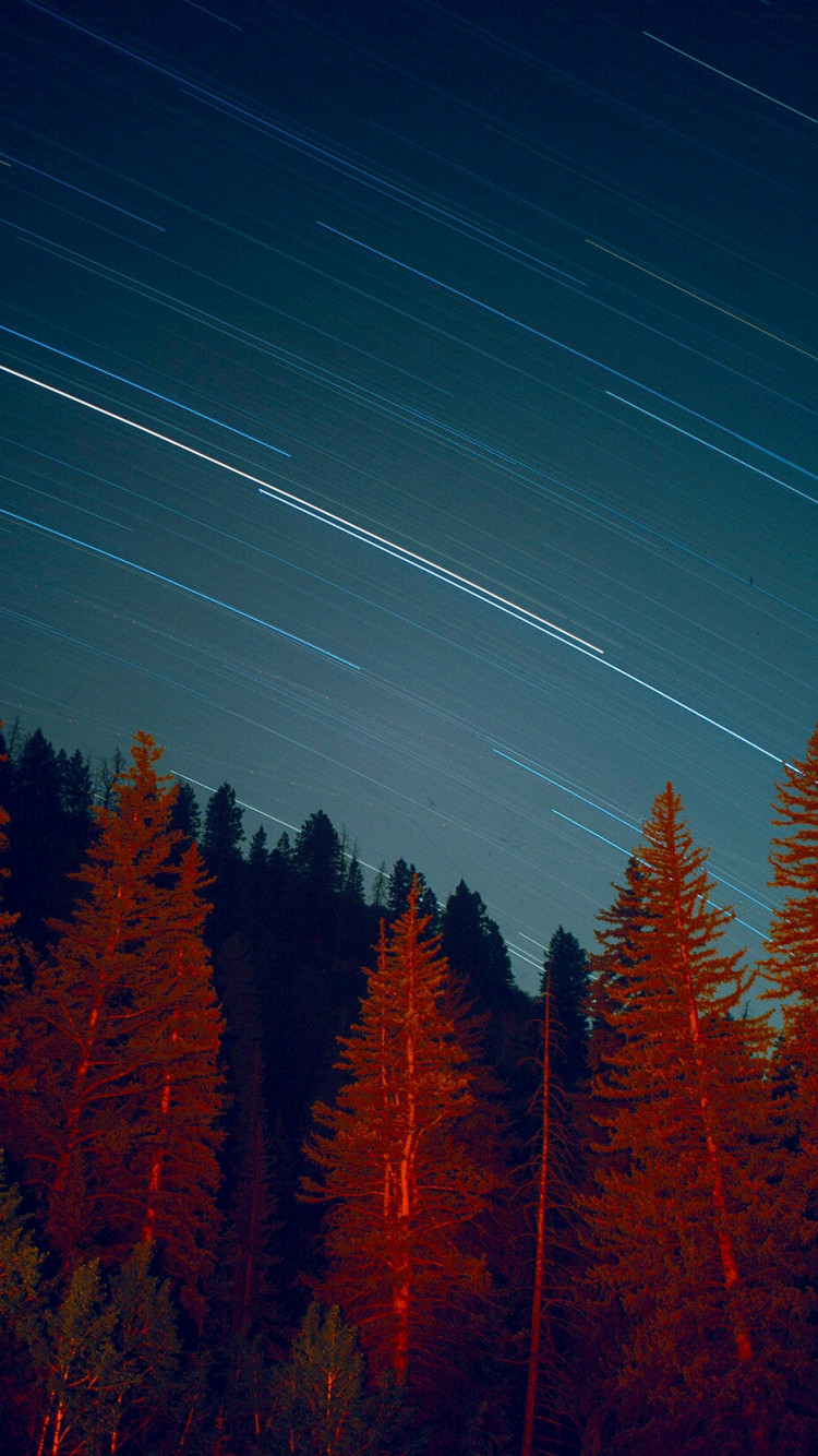 Gwiazdy nad lasem z długim czasem naświetlania