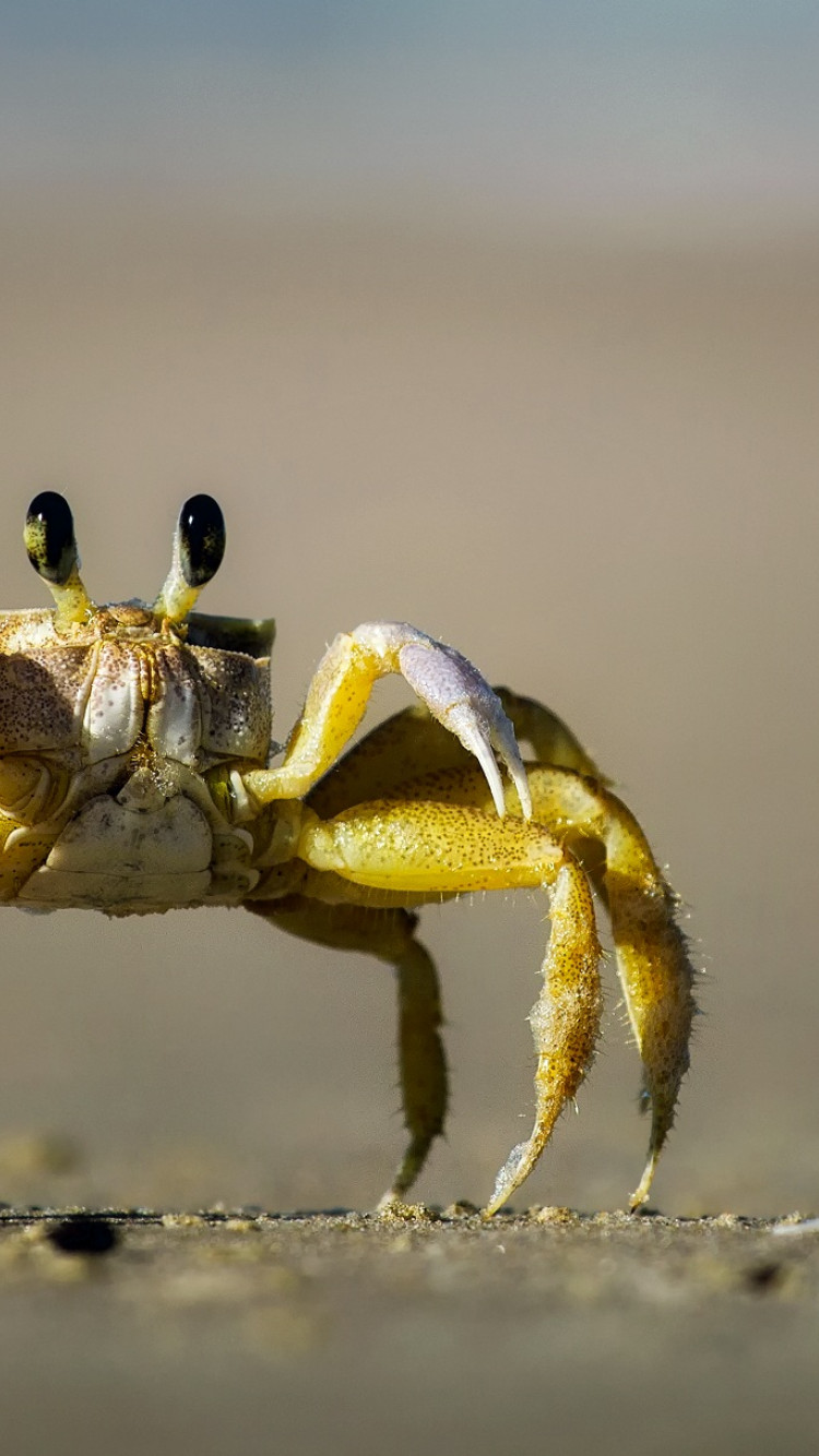 Krab na plaży