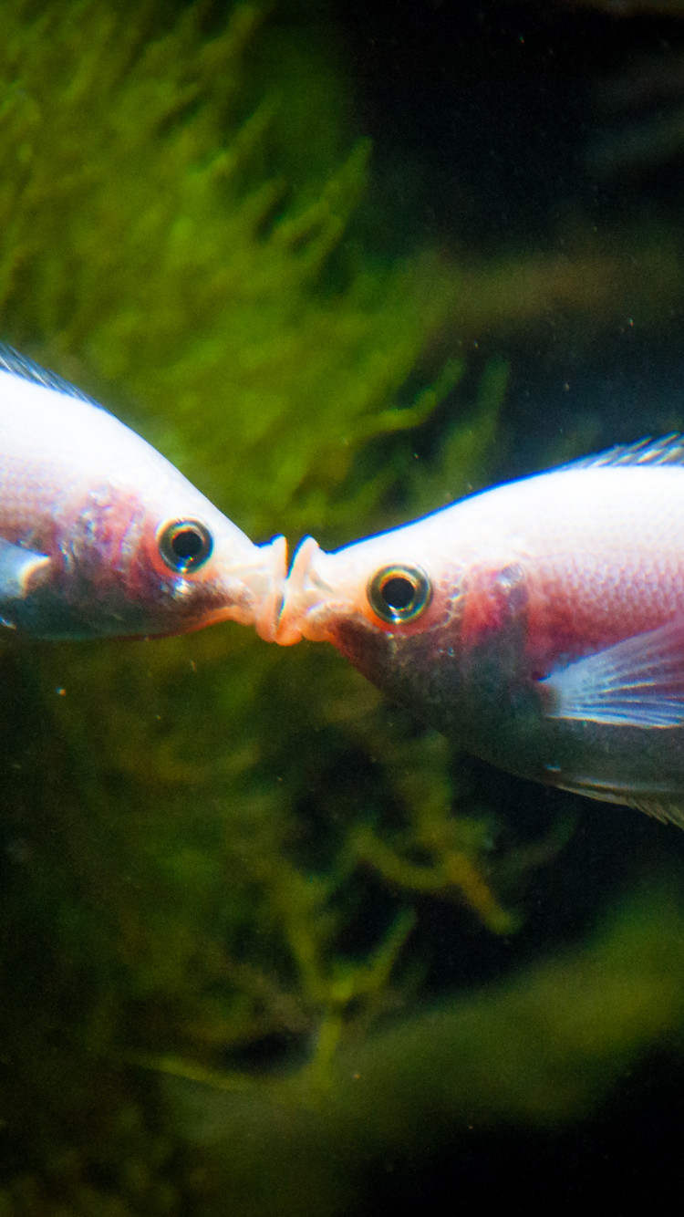Całowanie ryb